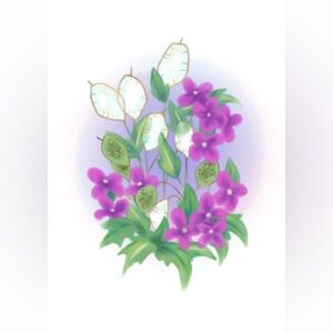 Lunaria Heirloom Seeds for Sale.